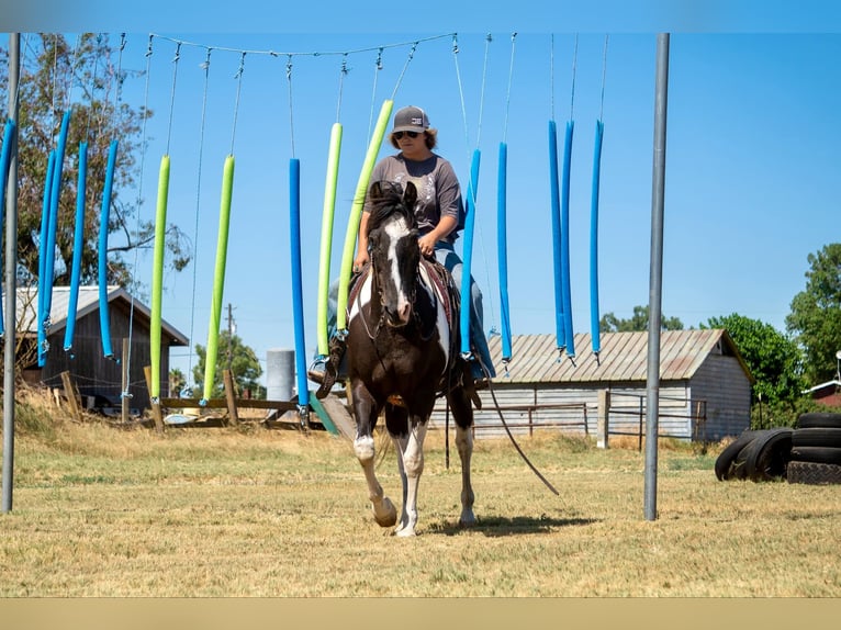 American Quarter Horse Castrone 13 Anni Tobiano-tutti i colori in Lodi CA