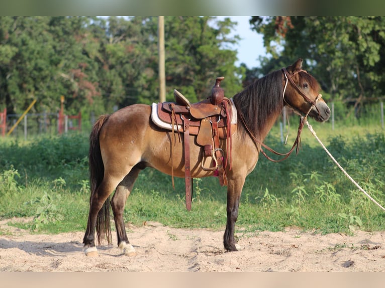 American Quarter Horse Castrone 14 Anni 114 cm Pelle di daino in Willis POint TX