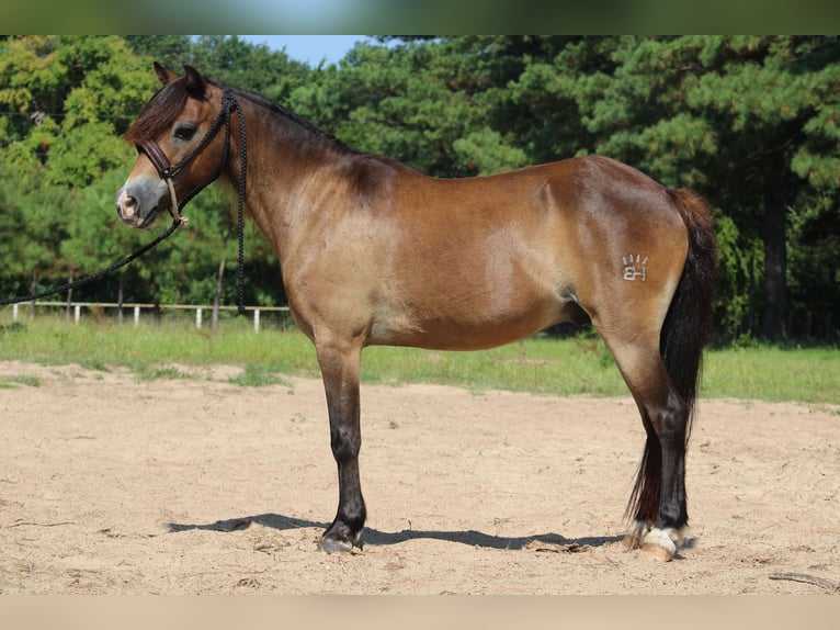 American Quarter Horse Castrone 14 Anni 114 cm Pelle di daino in Willis POint TX