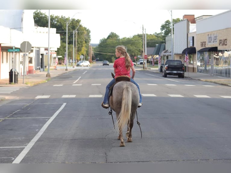 American Quarter Horse Castrone 14 Anni 119 cm Baio in Sallisaw OK