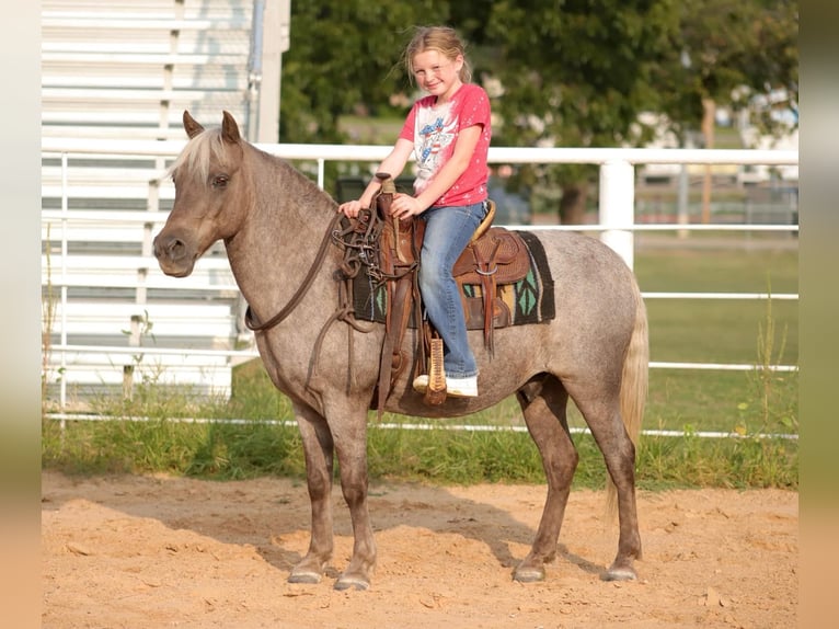 American Quarter Horse Castrone 14 Anni 119 cm Baio in Sallisaw OK