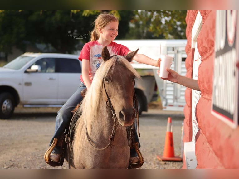 American Quarter Horse Castrone 14 Anni 119 cm Baio in Sallisaw OK