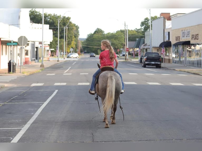 American Quarter Horse Castrone 14 Anni 119 cm in Sallisaw OK