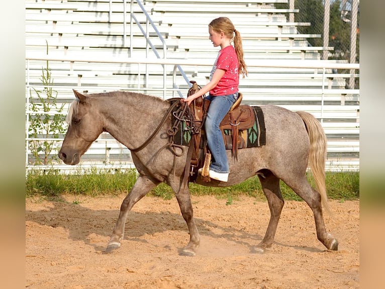American Quarter Horse Castrone 14 Anni 119 cm in Sallisaw OK