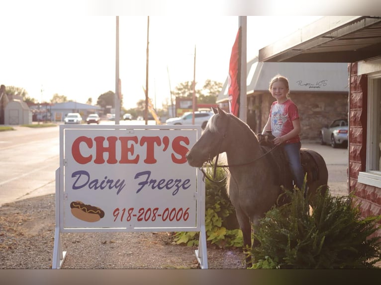 American Quarter Horse Castrone 14 Anni 119 cm in Sallisaw OK