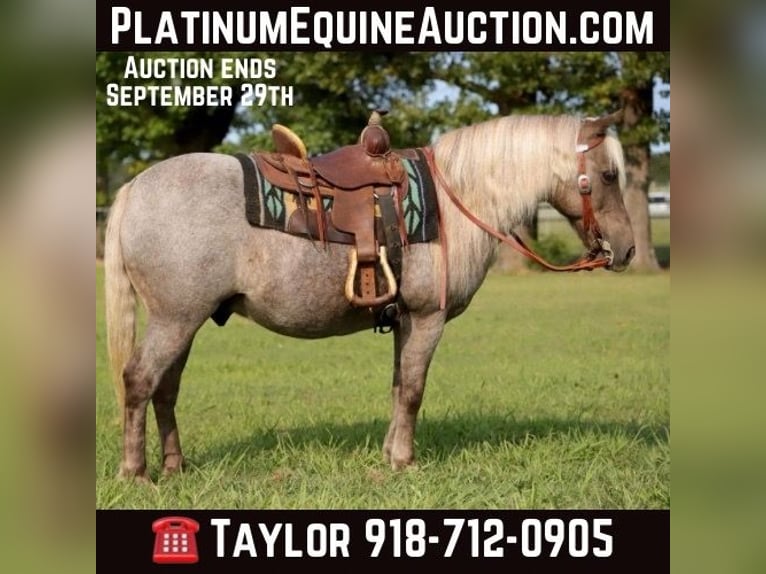 American Quarter Horse Castrone 14 Anni 119 cm in Sallisaw OK