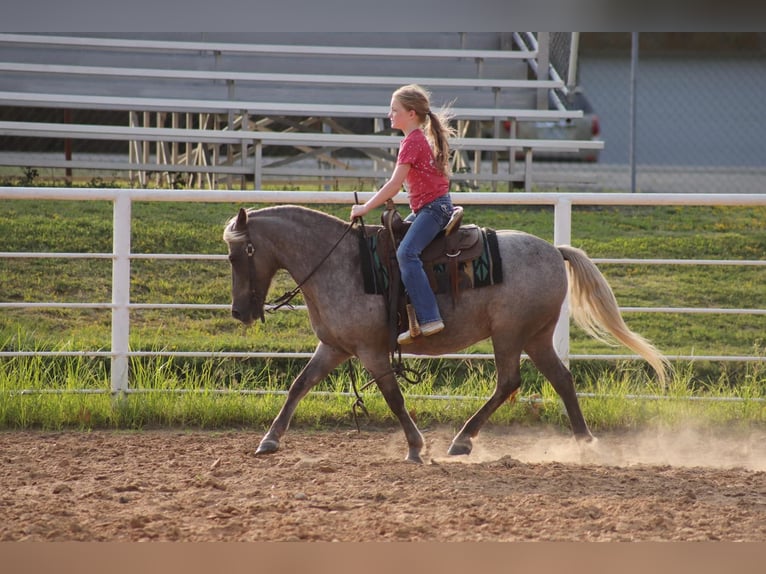 American Quarter Horse Castrone 14 Anni 119 cm in Sallisaw OK