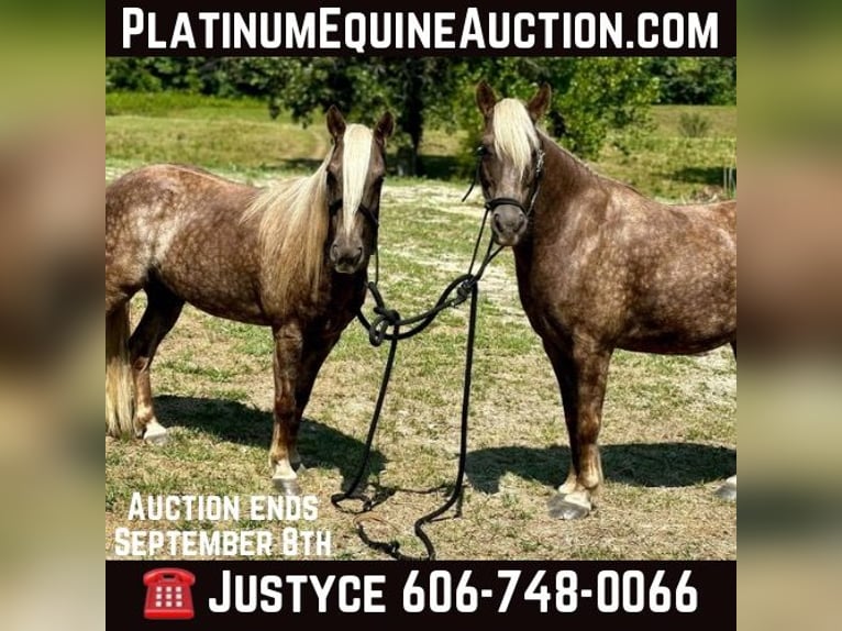 American Quarter Horse Castrone 14 Anni 122 cm Baio in wallingford Ky