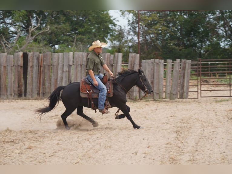 American Quarter Horse Castrone 14 Anni 122 cm Morello in Forney TX