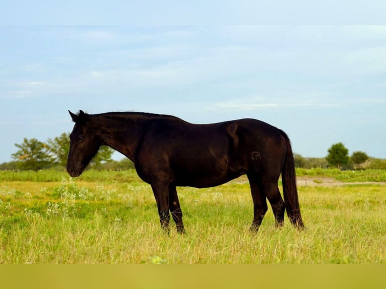 American Quarter Horse Castrone 14 Anni 122 cm Morello in Forney TX