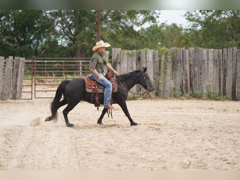 American Quarter Horse Castrone 14 Anni 122 cm Morello in Forney TX