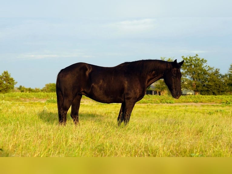 American Quarter Horse Castrone 14 Anni 122 cm Morello in Forney TX