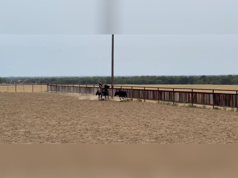 American Quarter Horse Castrone 14 Anni 122 cm Morello in Forney TX