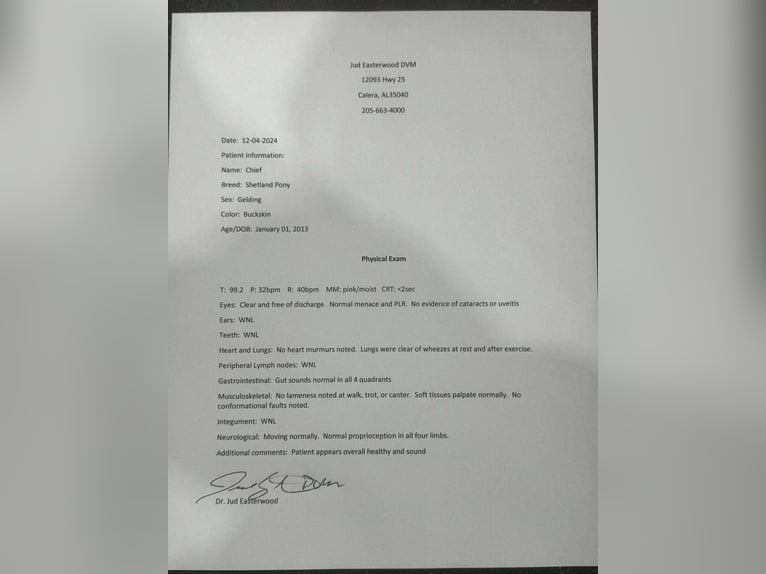 American Quarter Horse Castrone 14 Anni 122 cm Pelle di daino in Brierfield AL