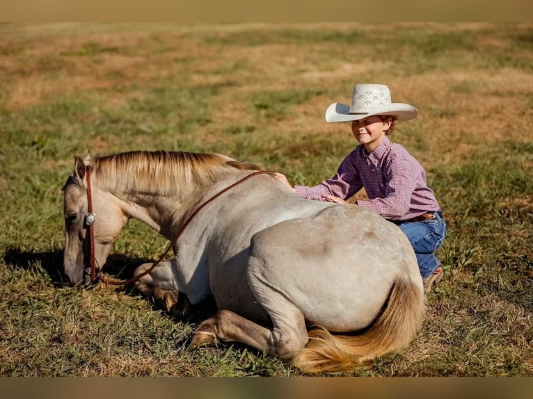 American Quarter Horse Castrone 14 Anni 124 cm Champagne in Mt Hope Al