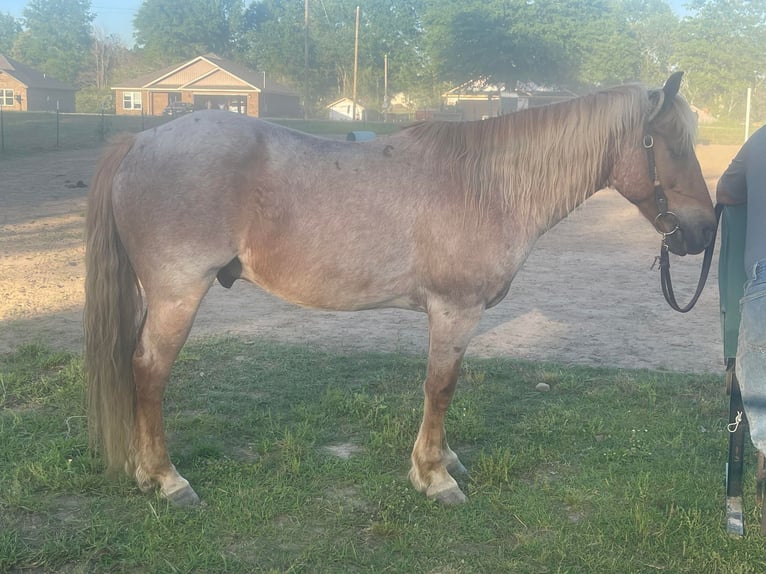 American Quarter Horse Castrone 14 Anni 137 cm Roano rosso in Brierfield Al