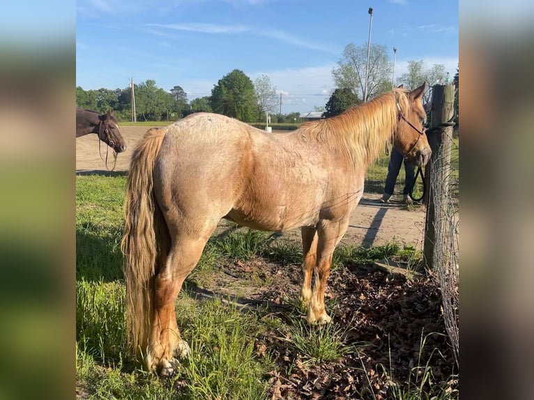 American Quarter Horse Castrone 14 Anni 137 cm Roano rosso in Brierfield Al