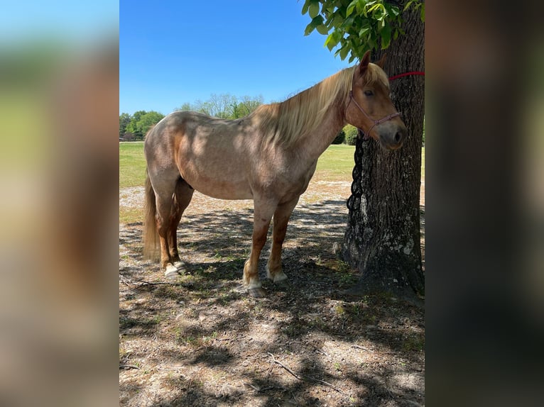 American Quarter Horse Castrone 14 Anni 137 cm Roano rosso in Brierfield Al