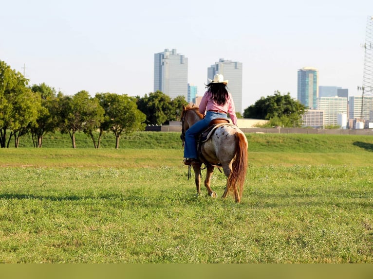 American Quarter Horse Castrone 14 Anni 137 cm Roano rosso in Stephenville TX