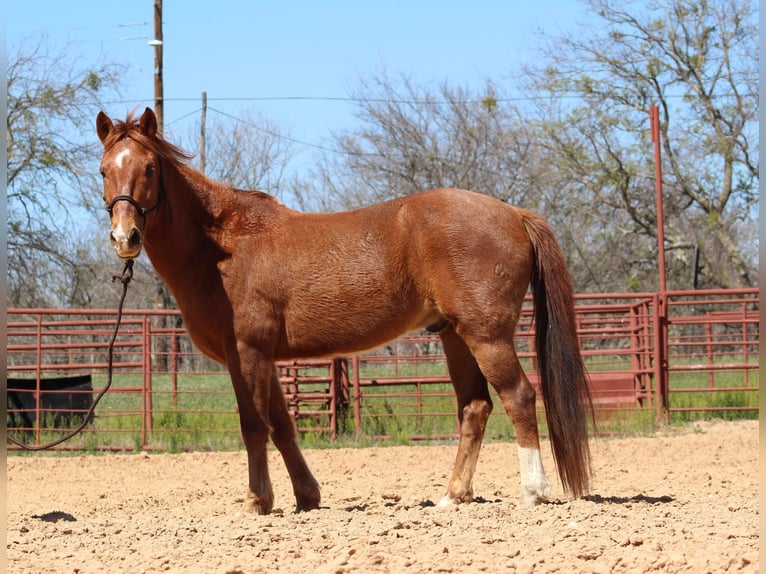 American Quarter Horse Castrone 14 Anni 137 cm Sauro ciliegia in Brownwood TX