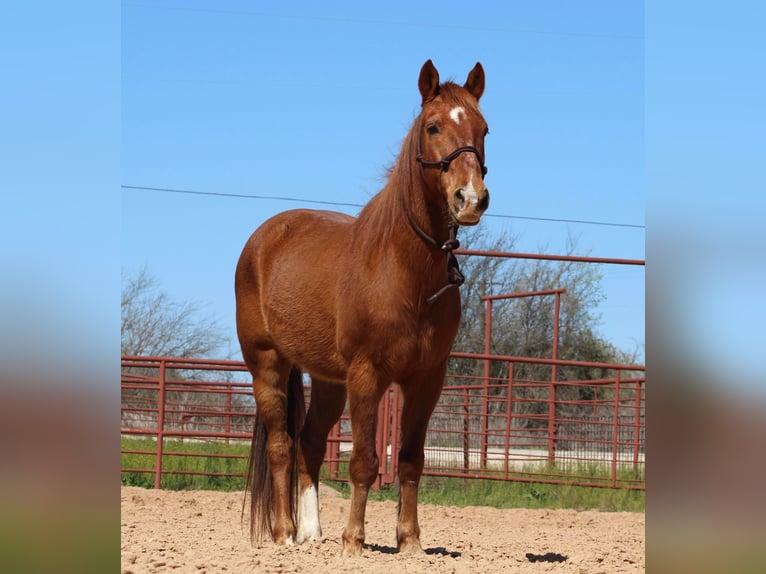 American Quarter Horse Castrone 14 Anni 137 cm Sauro ciliegia in Brownwood TX