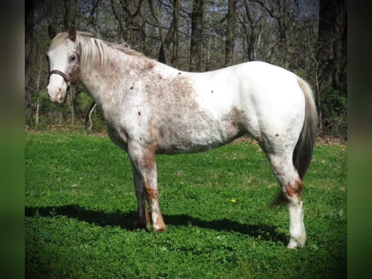 American Quarter Horse Castrone 14 Anni 140 cm Bianco in Effingham Il