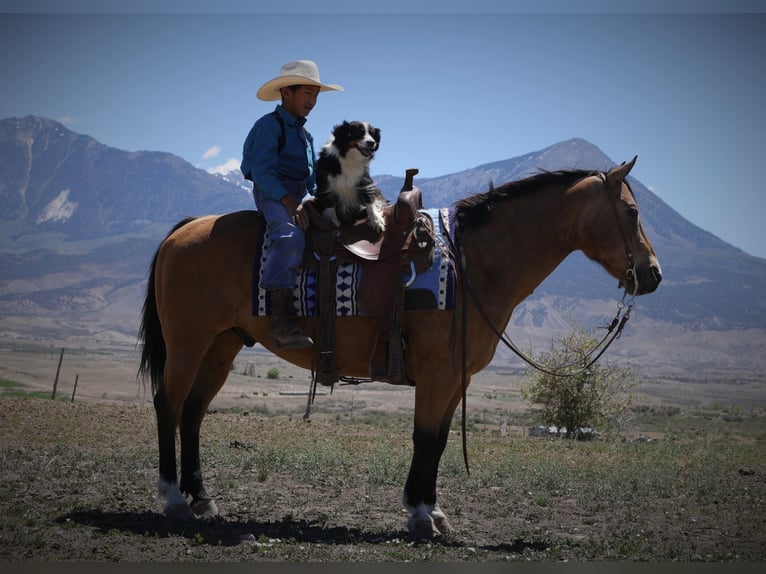 American Quarter Horse Castrone 14 Anni 140 cm Pelle di daino in hotchkiss Co