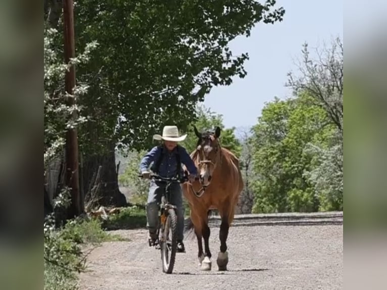 American Quarter Horse Castrone 14 Anni 140 cm Pelle di daino in hotchkiss Co