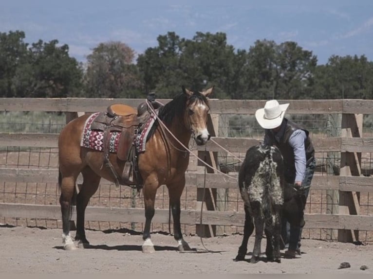 American Quarter Horse Castrone 14 Anni 140 cm Pelle di daino in hotchkiss Co