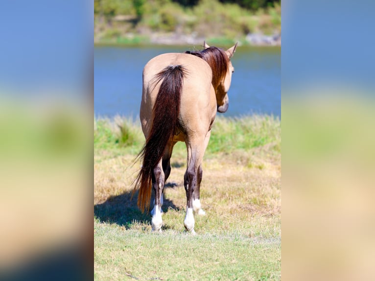 American Quarter Horse Castrone 14 Anni 140 cm Pelle di daino in Forney