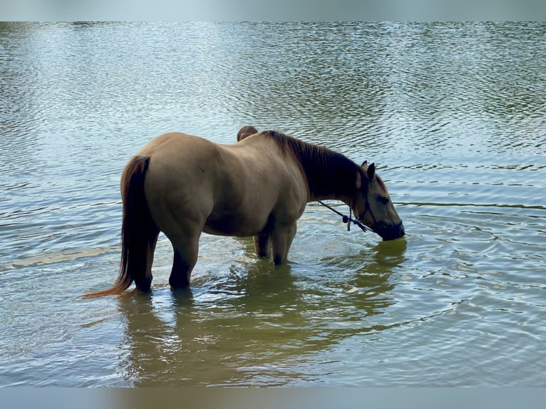 American Quarter Horse Castrone 14 Anni 140 cm Pelle di daino in Forney