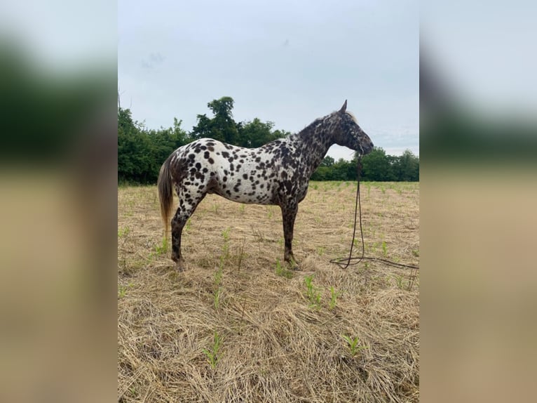 American Quarter Horse Castrone 14 Anni 140 cm Sauro scuro in West LIberty Ky