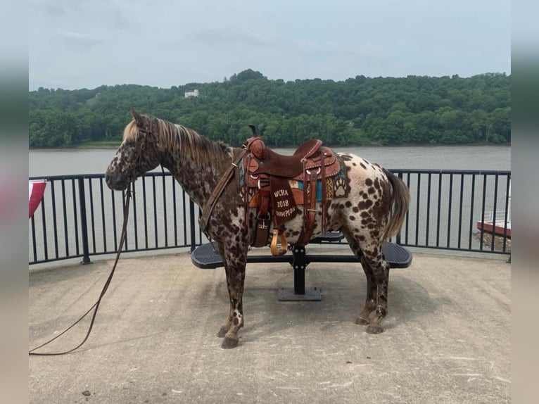 American Quarter Horse Castrone 14 Anni 140 cm Sauro scuro in West LIberty Ky