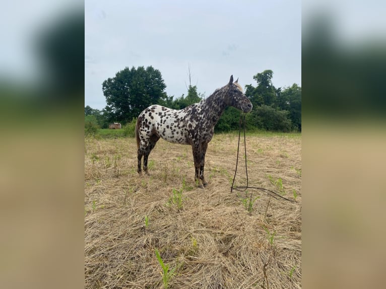 American Quarter Horse Castrone 14 Anni 140 cm Sauro scuro in West LIberty Ky