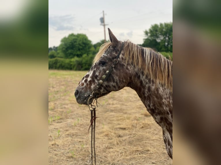 American Quarter Horse Castrone 14 Anni 140 cm Sauro scuro in West LIberty Ky