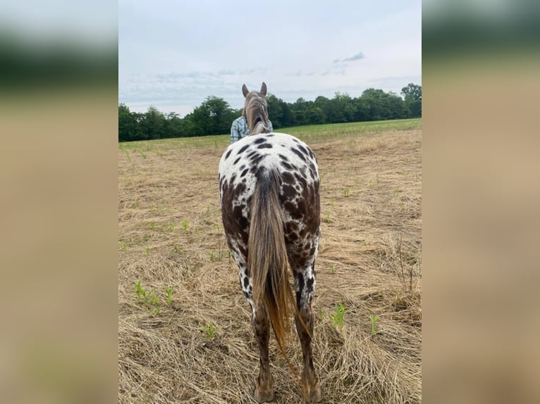 American Quarter Horse Castrone 14 Anni 140 cm Sauro scuro in West LIberty Ky