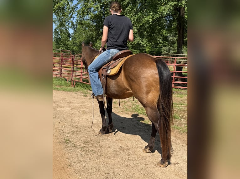 American Quarter Horse Castrone 14 Anni 142 cm Baio ciliegia in Carnesville, GA