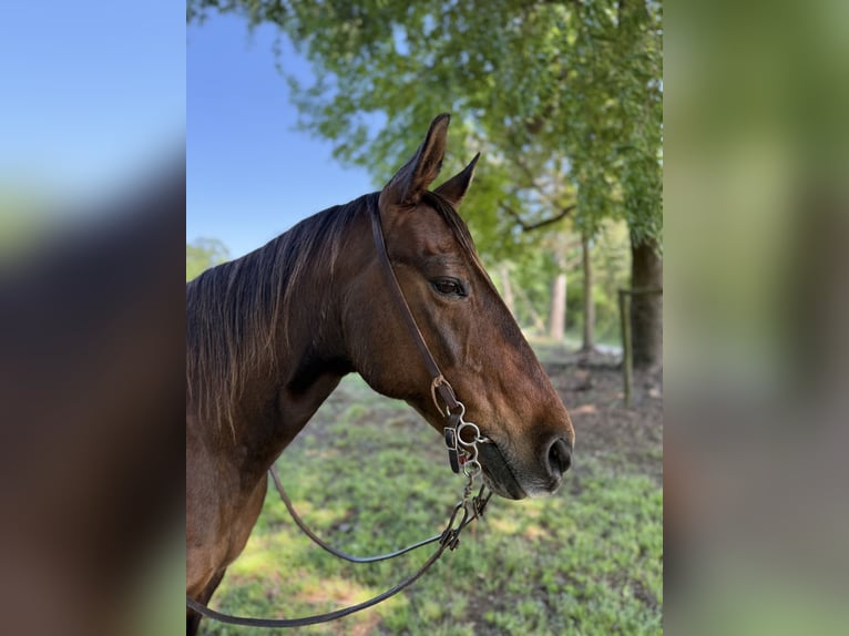 American Quarter Horse Castrone 14 Anni 142 cm Baio ciliegia in Carnesville, GA