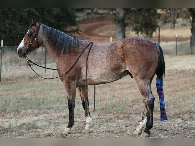 American Quarter Horse Castrone 14 Anni 142 cm Baio roano in Valley Springs CA