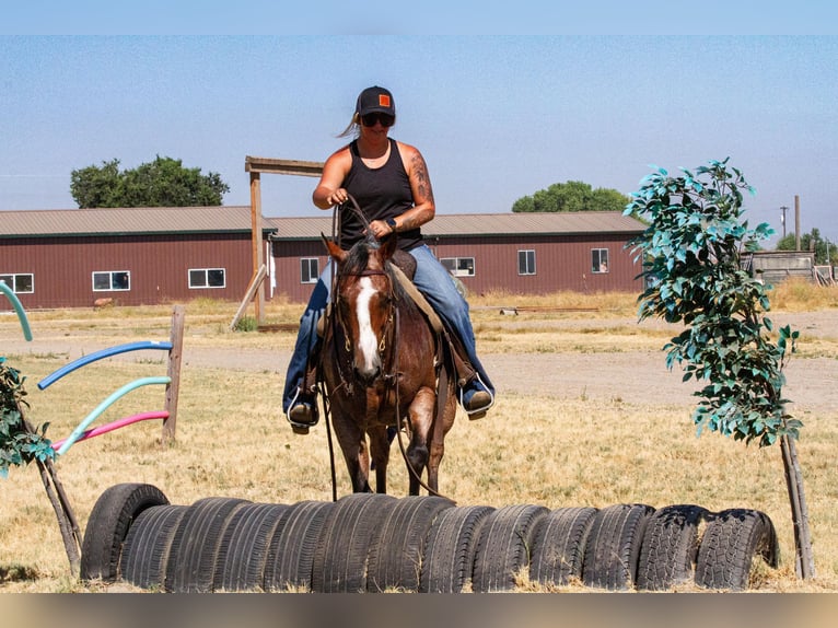 American Quarter Horse Castrone 14 Anni 142 cm Baio roano in Valley Springs CA