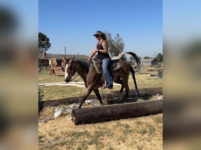 American Quarter Horse Castrone 14 Anni 142 cm Baio roano in Valley Springs CA