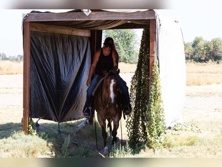 American Quarter Horse Castrone 14 Anni 142 cm Baio roano in Valley Springs CA