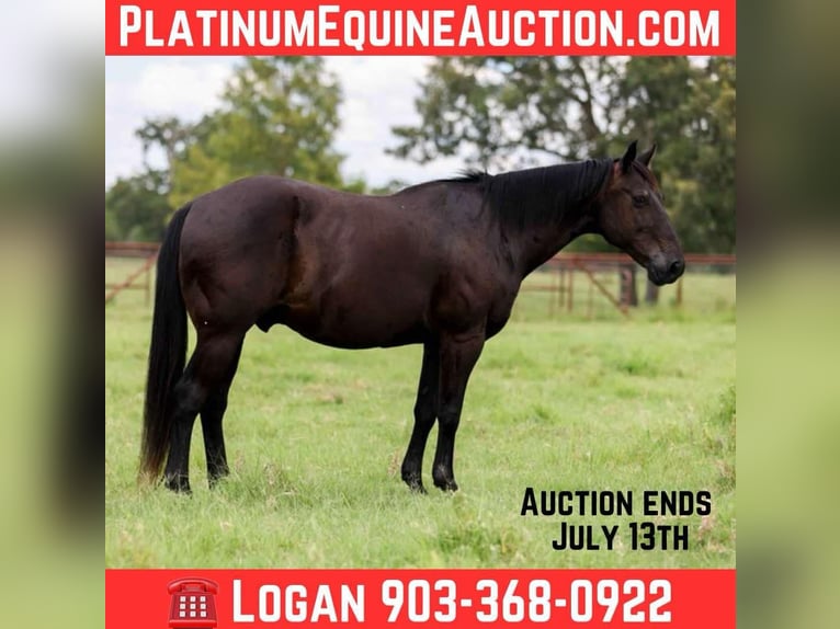 American Quarter Horse Castrone 14 Anni 142 cm Morello in Canton TX