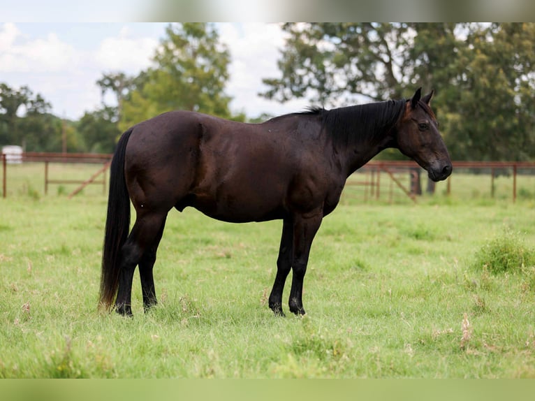 American Quarter Horse Castrone 14 Anni 142 cm Morello in Canton TX