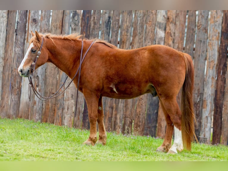 American Quarter Horse Castrone 14 Anni 142 cm Overo-tutti i colori in Weatherford TX