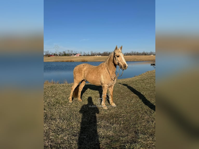 American Quarter Horse Castrone 14 Anni 142 cm Palomino in RICHMOND, KY