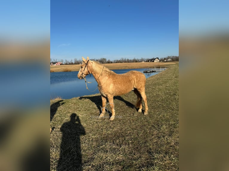 American Quarter Horse Castrone 14 Anni 142 cm Palomino in RICHMOND, KY