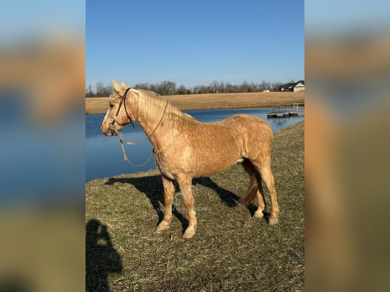 American Quarter Horse Castrone 14 Anni 142 cm Palomino in RICHMOND, KY