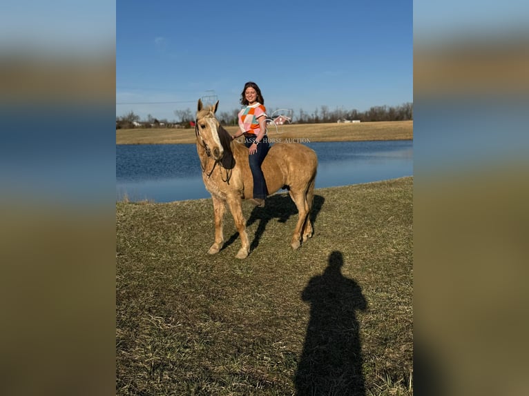 American Quarter Horse Castrone 14 Anni 142 cm Palomino in RICHMOND, KY