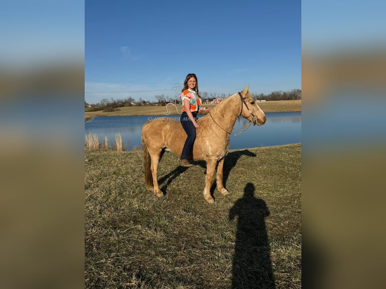 American Quarter Horse Castrone 14 Anni 142 cm Palomino in RICHMOND, KY